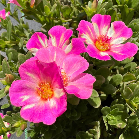 Pink Splash Purslane seeds