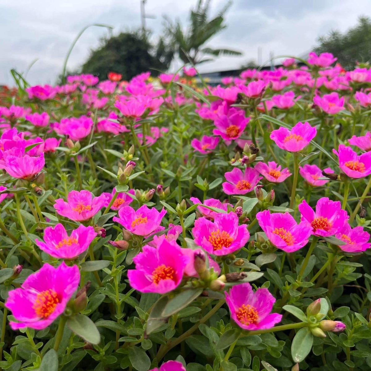 Pink Purslane seeds