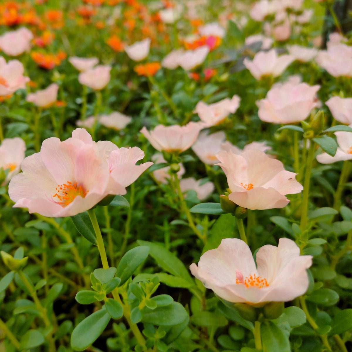 Pastel Pink Purslane seeds
