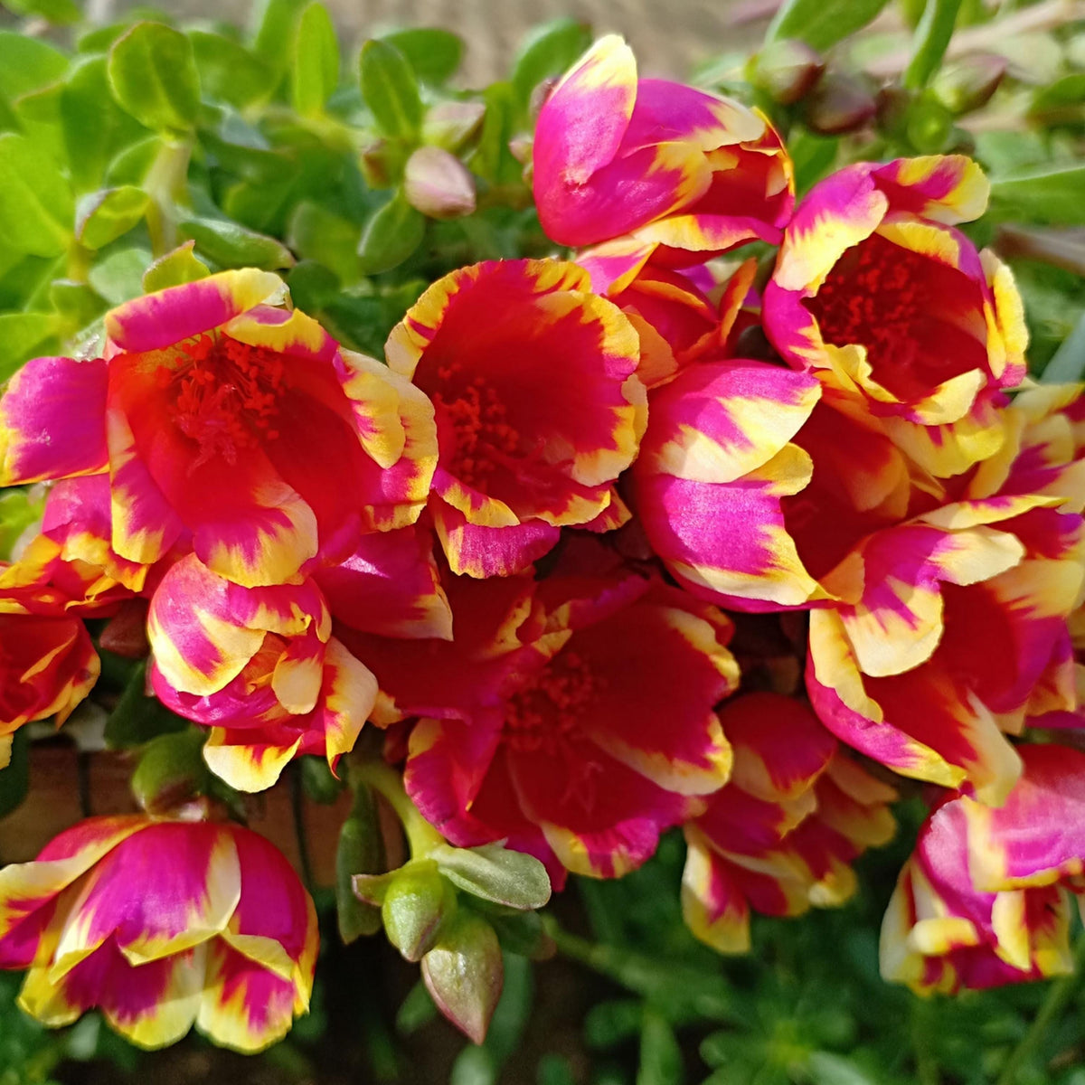 Deep Pink Yellow Bicolor Purslane seeds