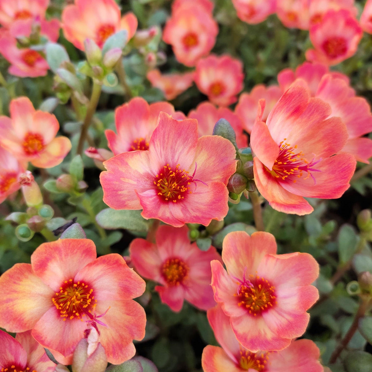Peach Pink Purslane seeds
