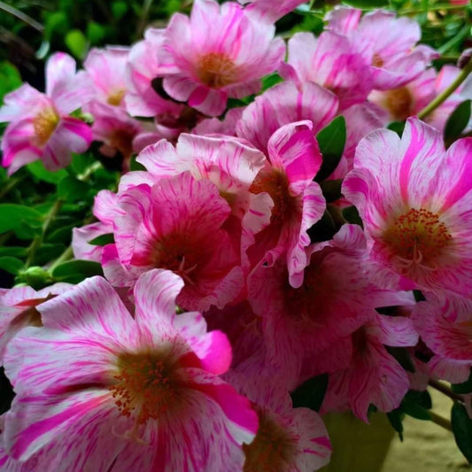 Striped Pink White Purslane seeds