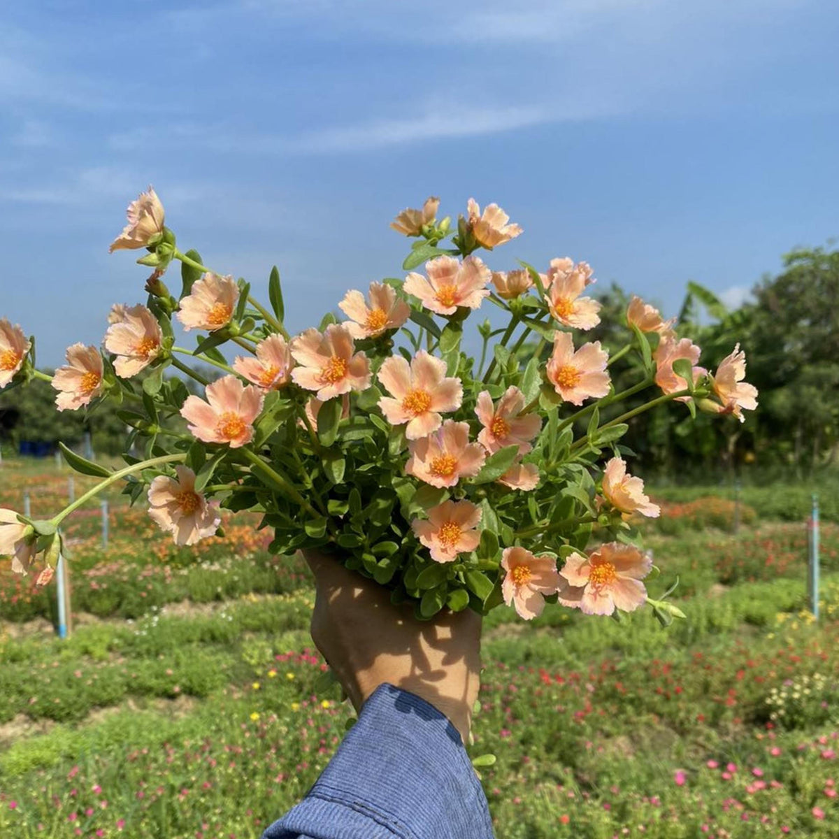 Soft Peach Purslane seeds