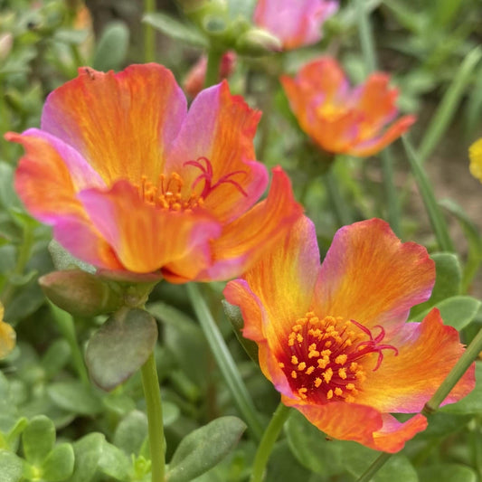 Fireburst Gradient Purslane seeds
