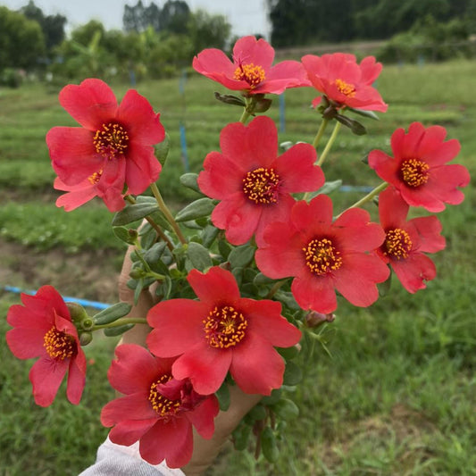 Bright Red Purslane seeds