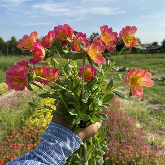 Golden Streak Pink Purslane seeds