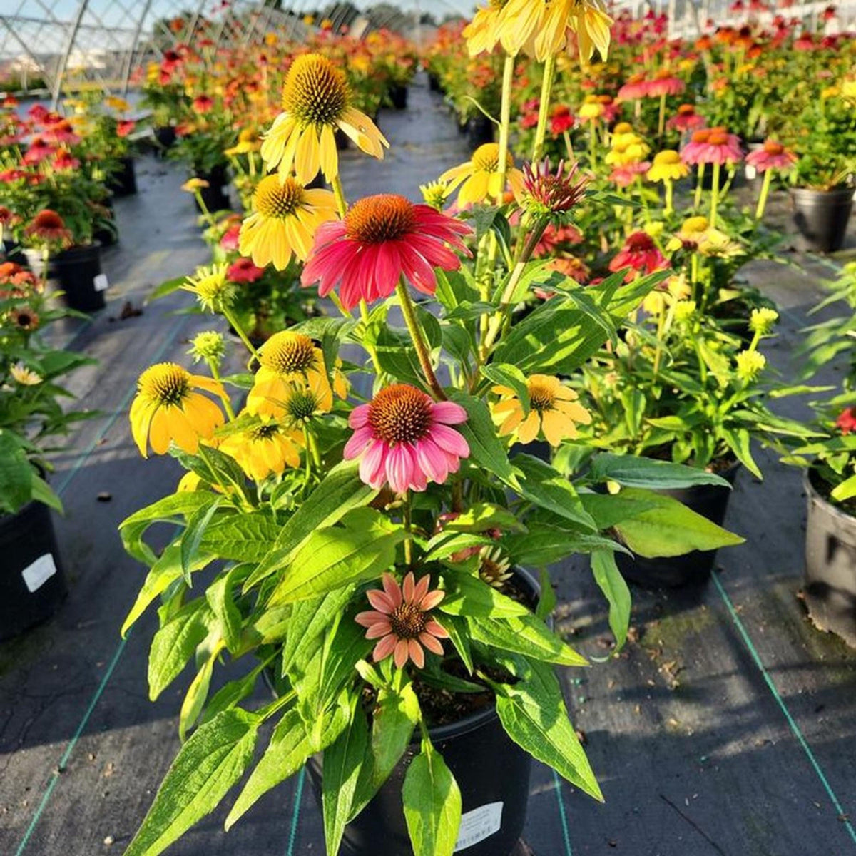 Cheyenne Spirit Echinacea seeds
