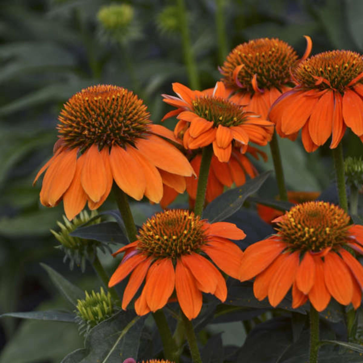 Sombrero Adobe Orange Echinacea seeds