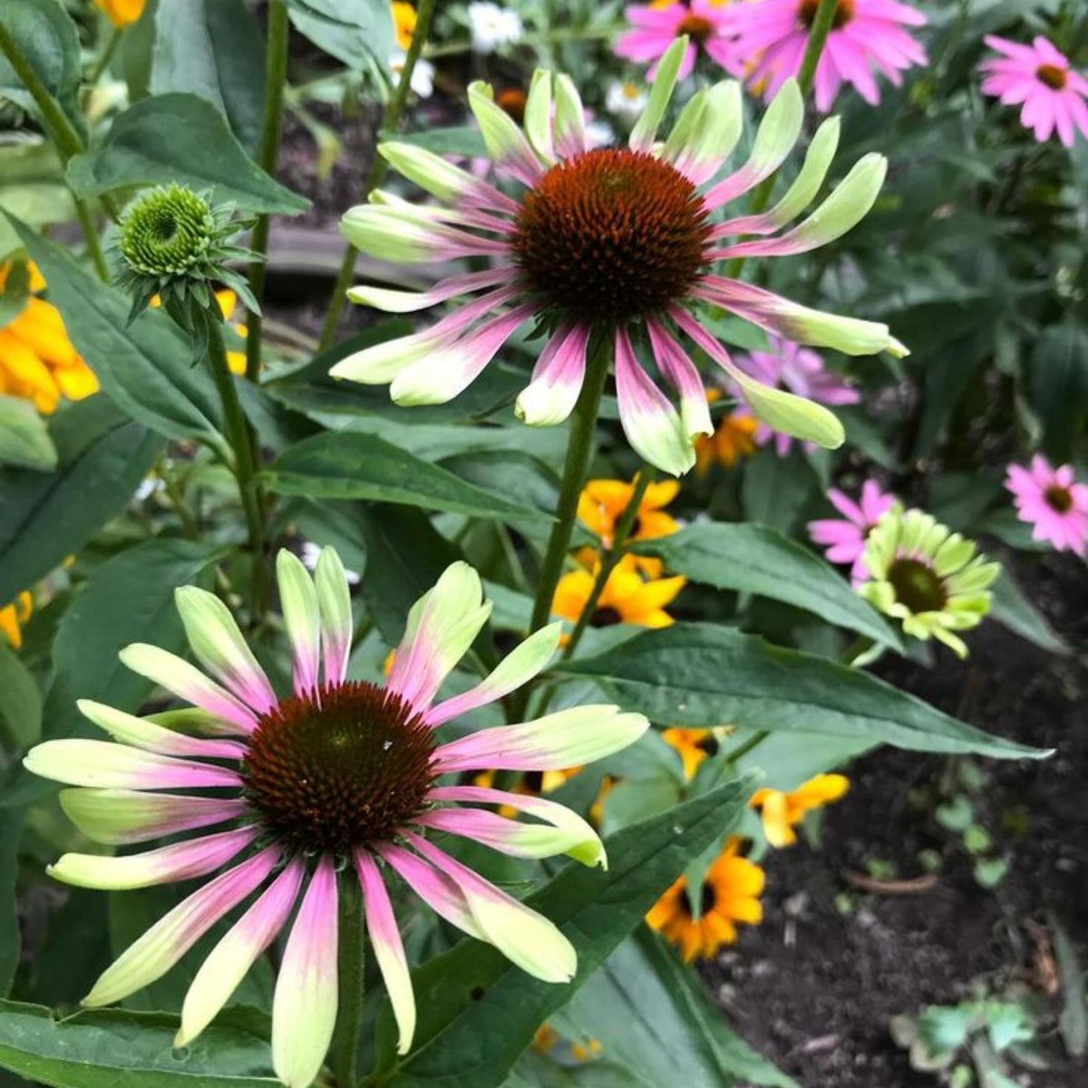 Green Twister Echinacea seeds