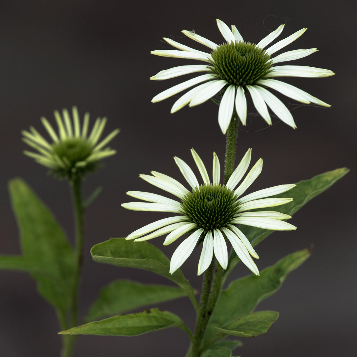 White Swan Echinacea seeds