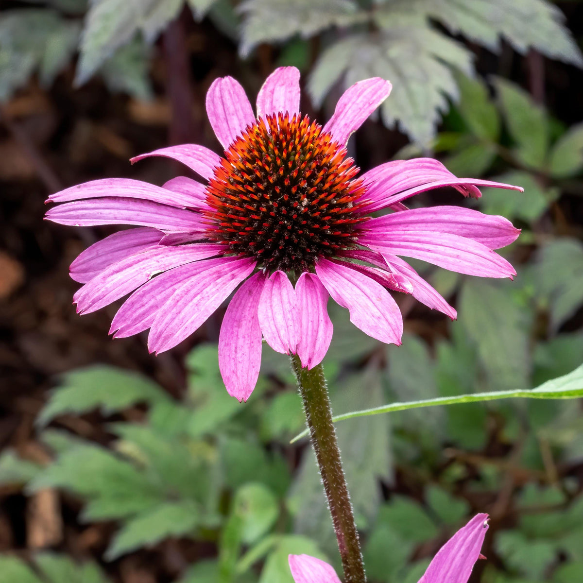 Magnus Echinacea seeds