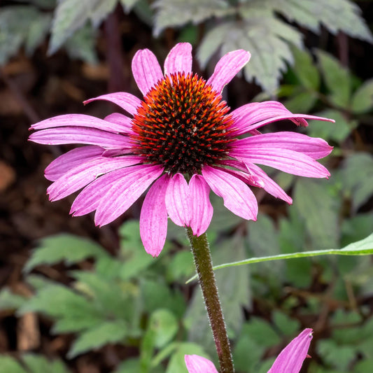 Magnus Echinacea seeds