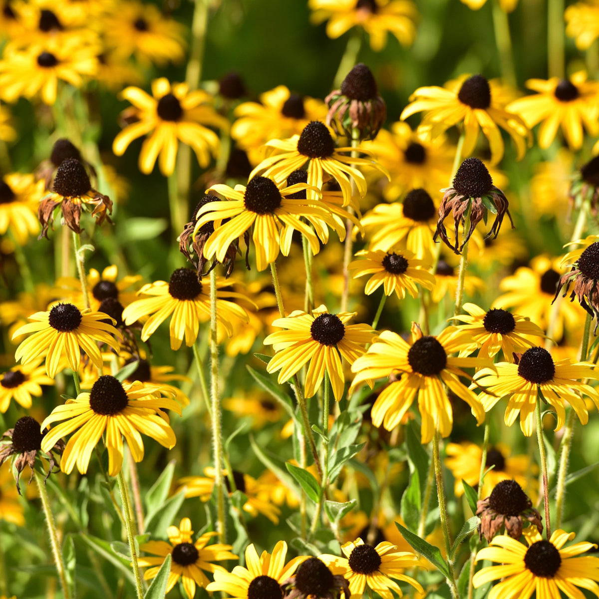 Yellow Echinacea seeds