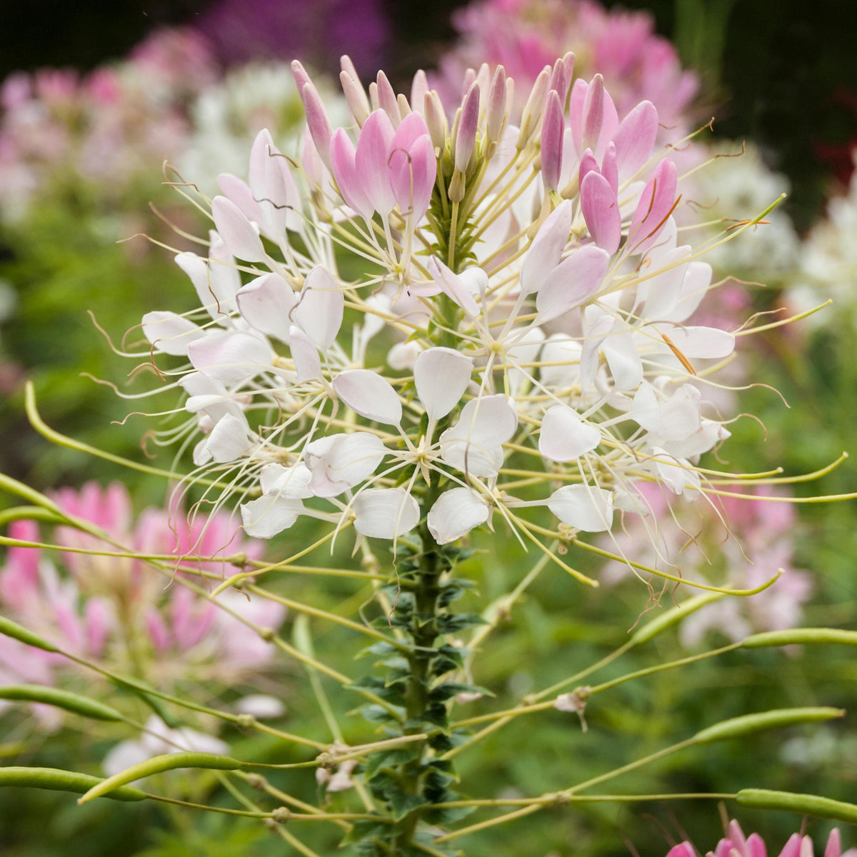 Pink Sparkler Blush Cleome seeds