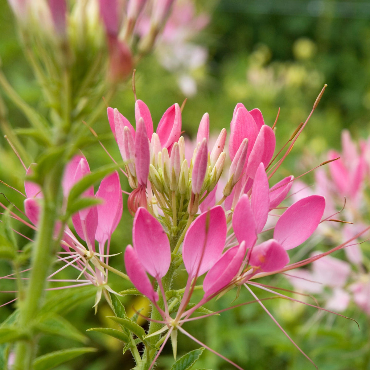 Rose Queen Cleome seeds