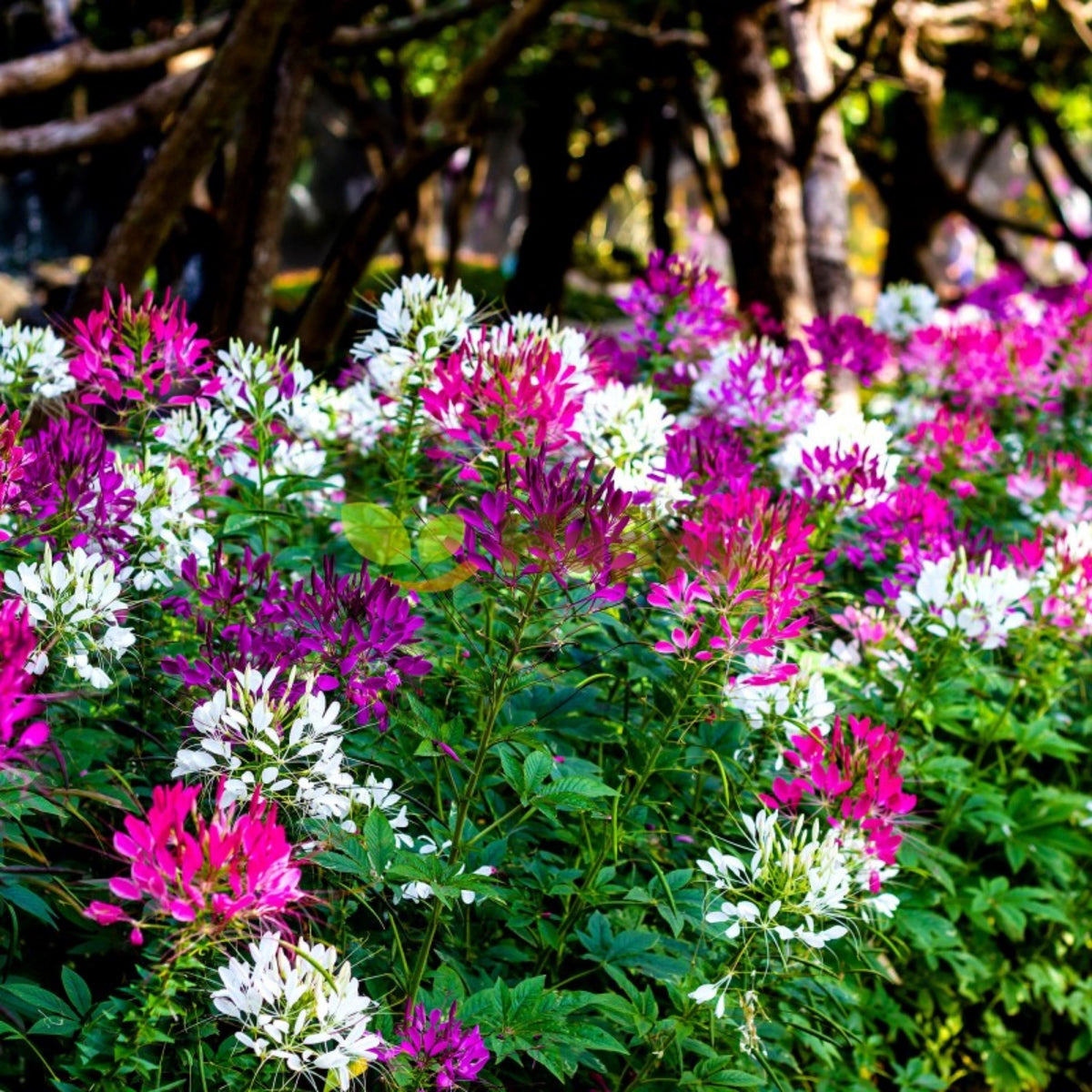 Mixed Cleome seeds