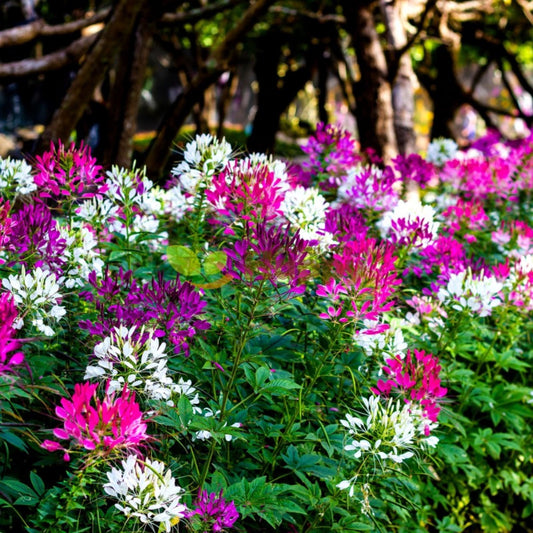 Mixed Cleome seeds