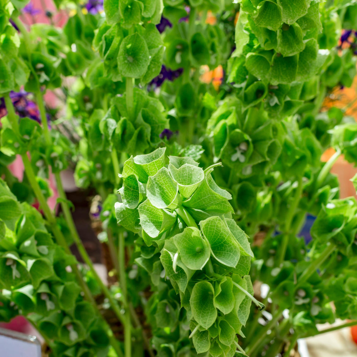 Bells of Ireland seeds