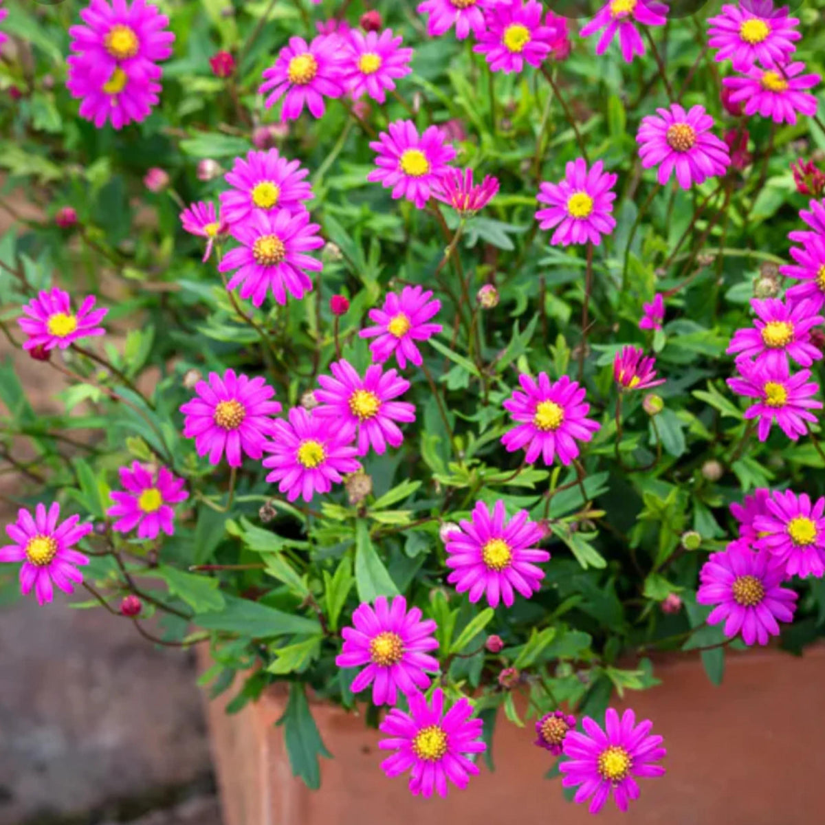 Pink Delight Magenta Brachyscome seeds