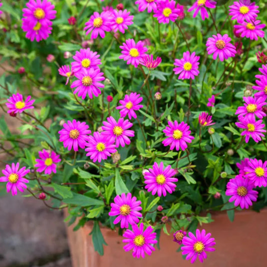 Pink Delight Magenta Brachyscome seeds