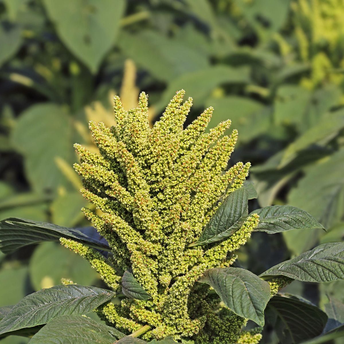 Green Thumb Amaranth seeds
