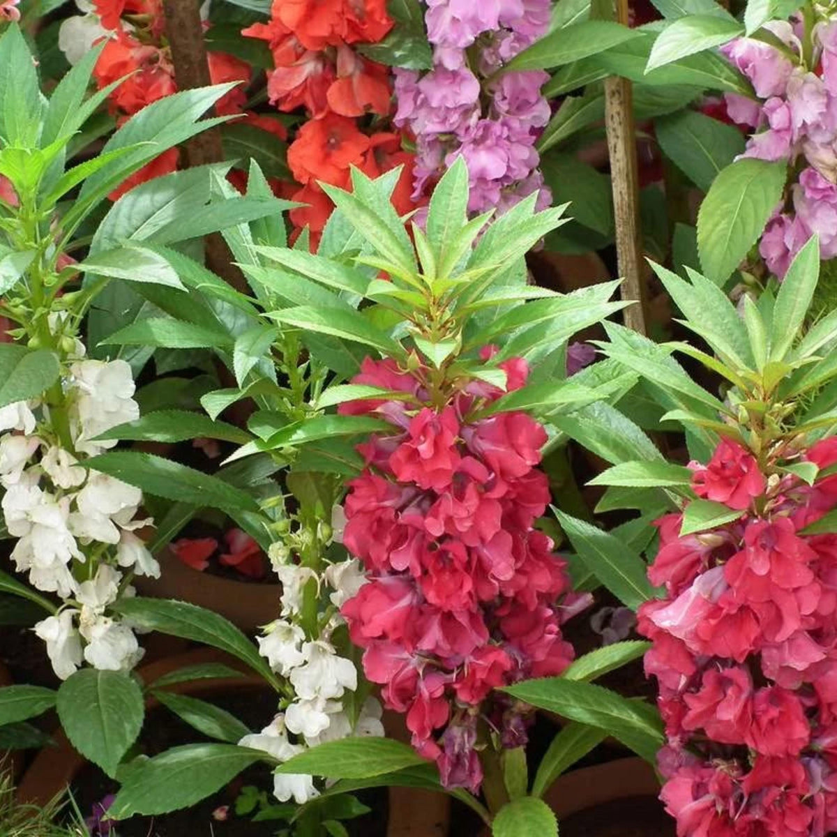 Mixed Colors Balsam seeds