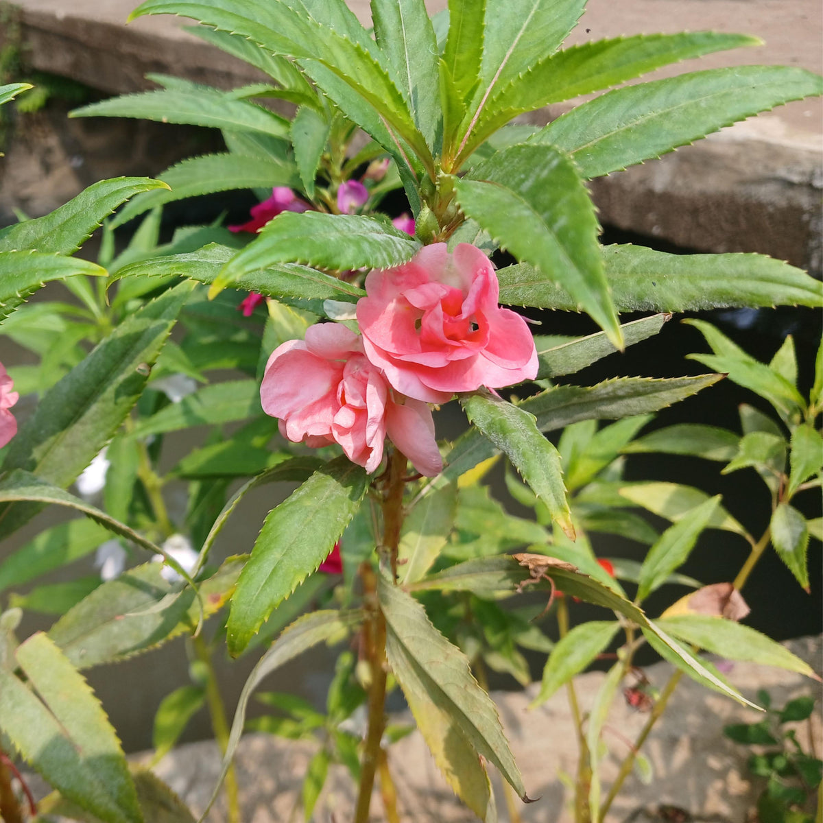 Light Pink Garden Balsam seeds