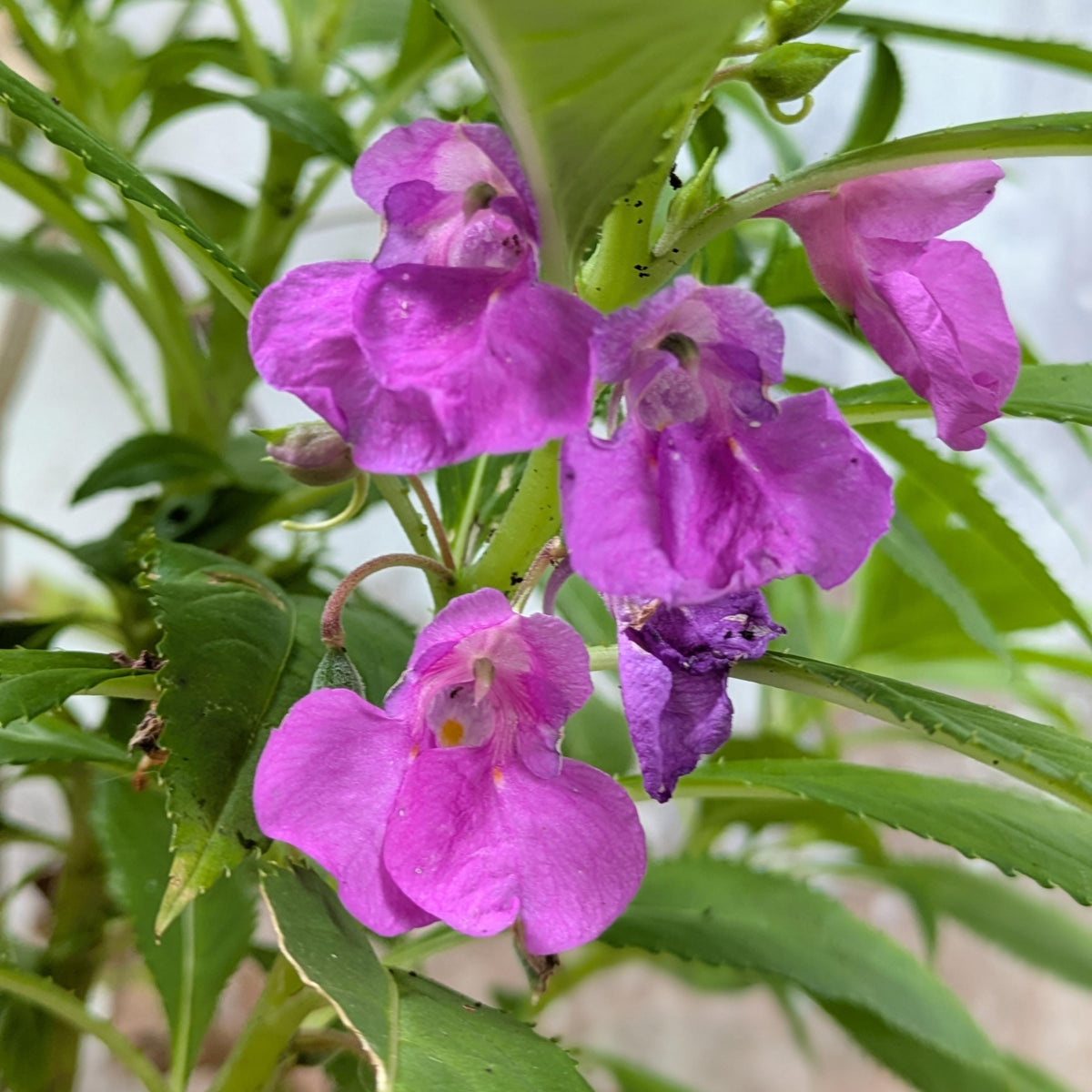 Violet Garden Balsam seeds