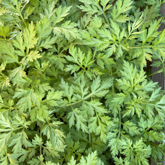 Wormwood Herb seeds
