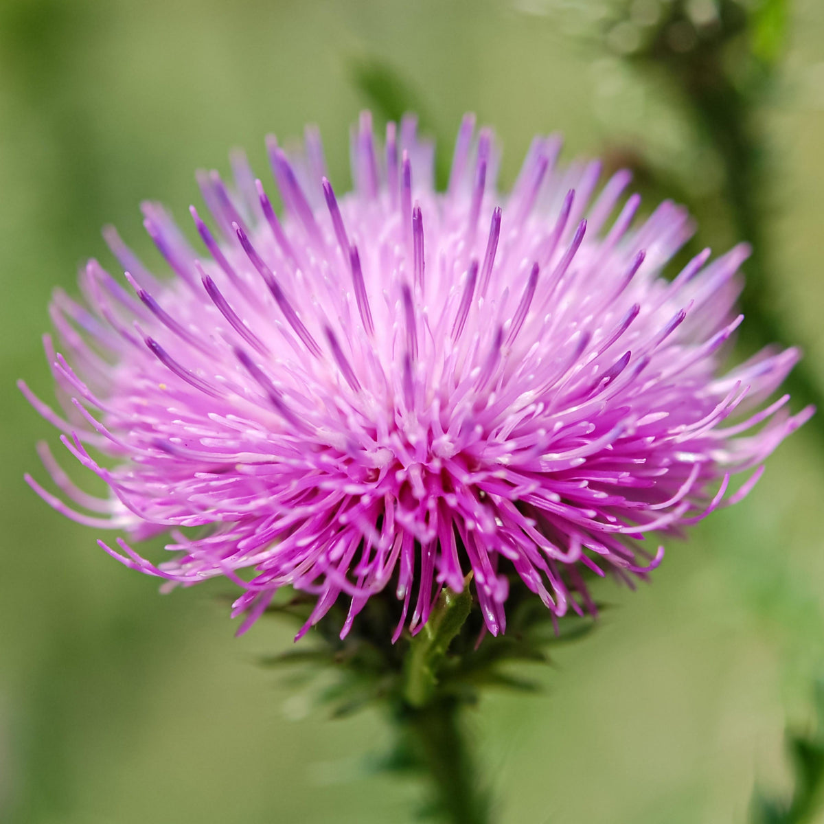 Milk Thistle seeds