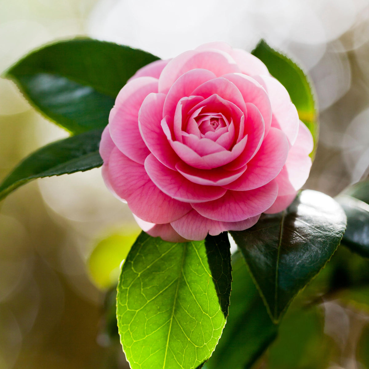 Otome Pink Camellia seeds