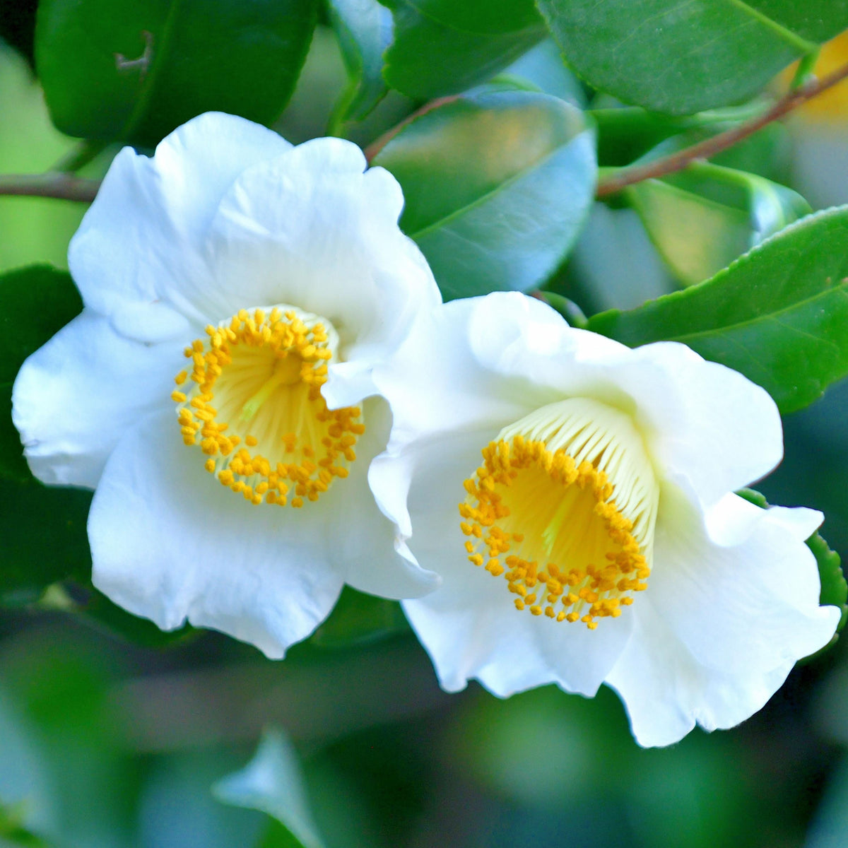 White Alba Simplex Camellia seeds