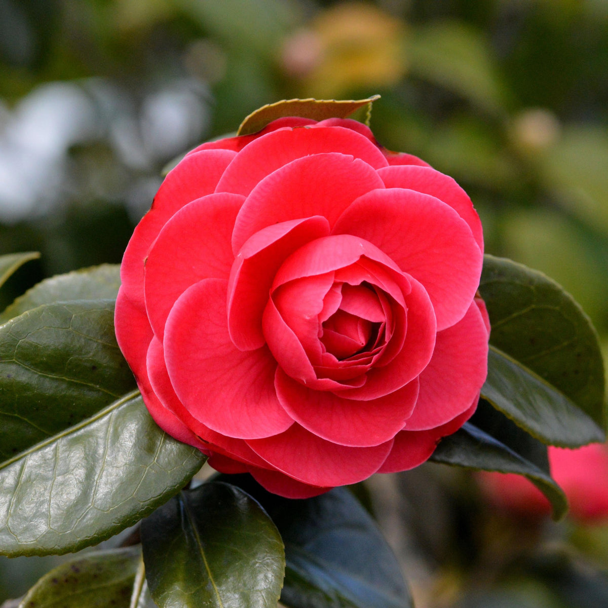 Double Red Camellia japonica seeds