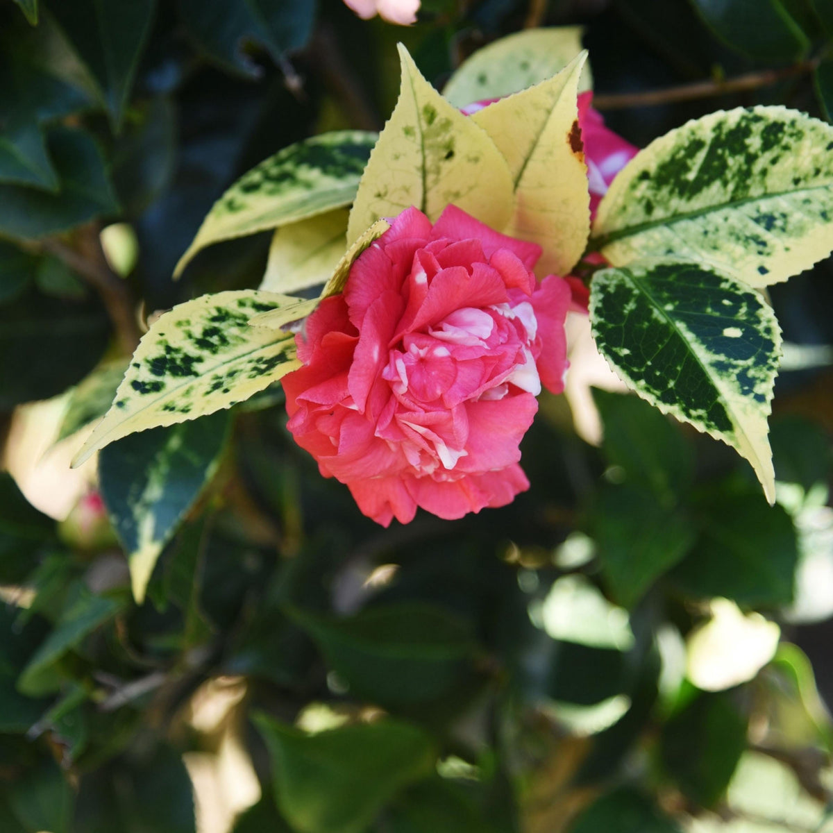 Daikagura Camellia seeds
