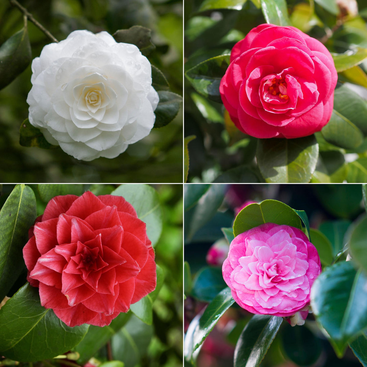 Mixed Color Camellia seeds