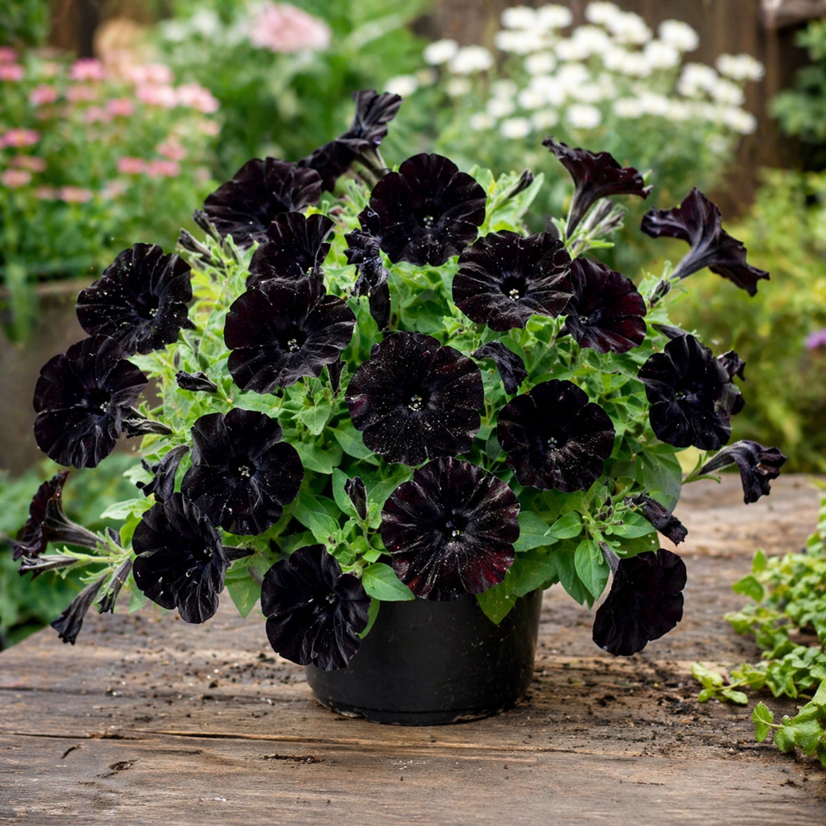 Black Velvet Petunia seeds