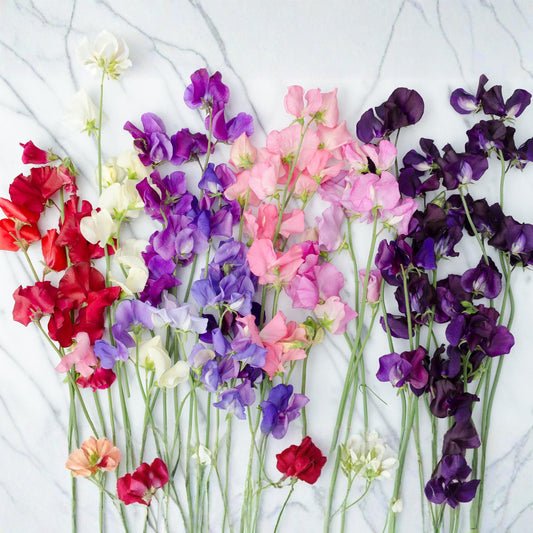 Knee High Sweet Pea Mix seeds