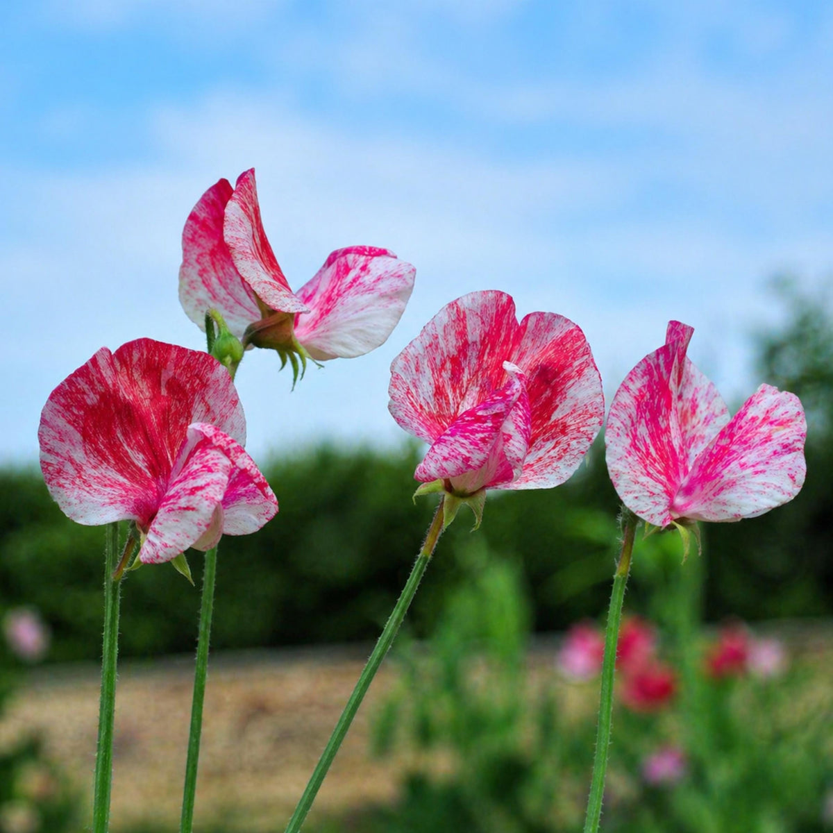 America Sweet Pea seeds