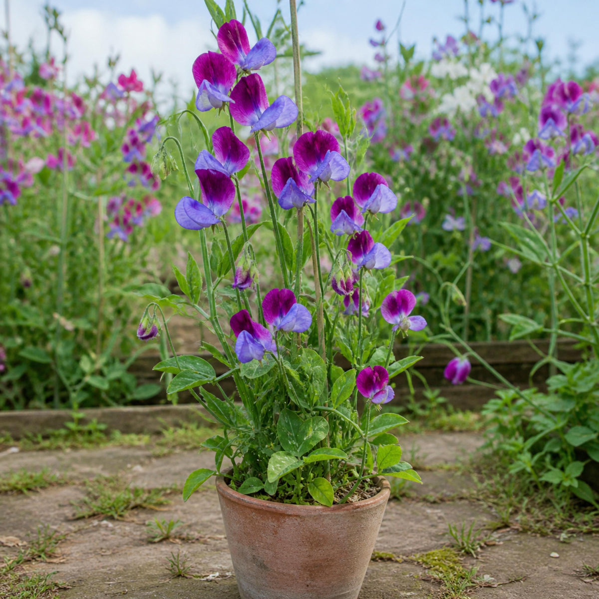 Matucana Cupani Sweet Pea seeds