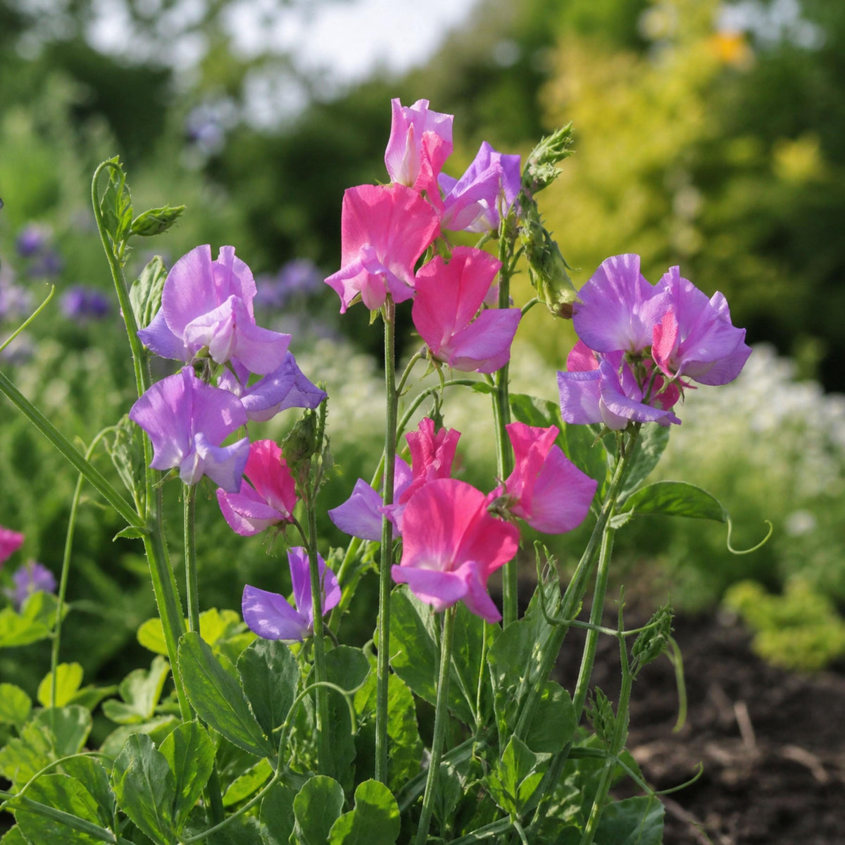 Sweet Pea Enchante seeds