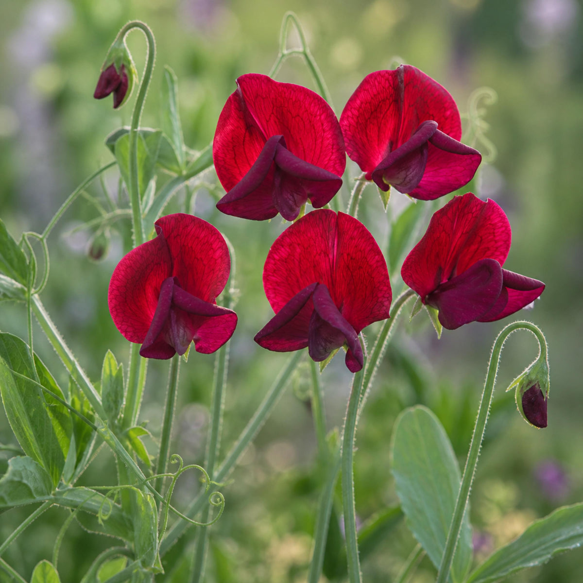 Black Knight Sweet Pea seeds