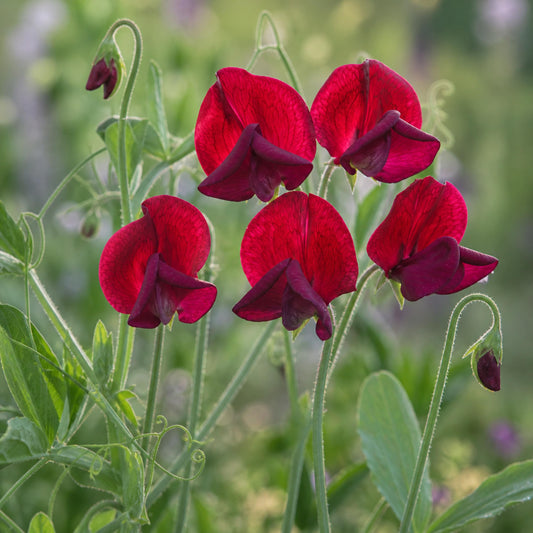Black Knight Sweet Pea seeds