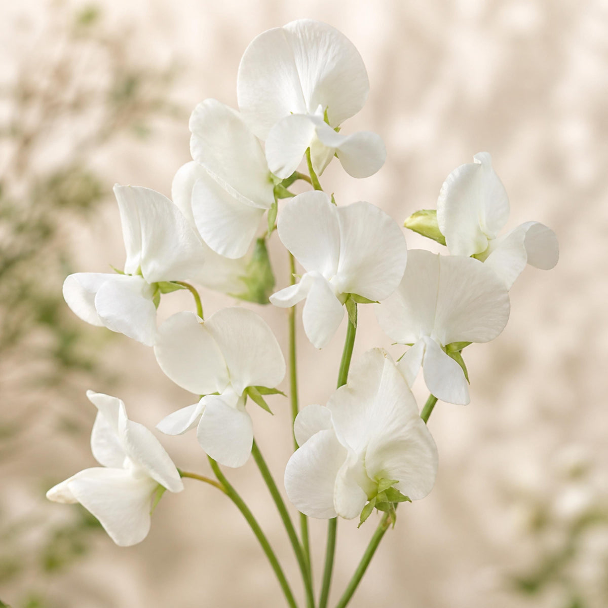 Royal Wedding Sweet Pea seeds