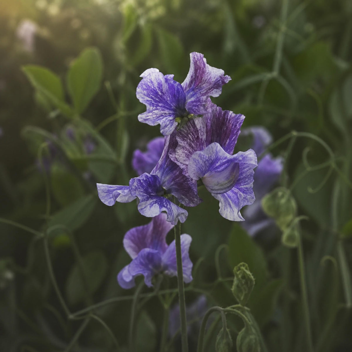 Sweet Pea Earl Grey seeds