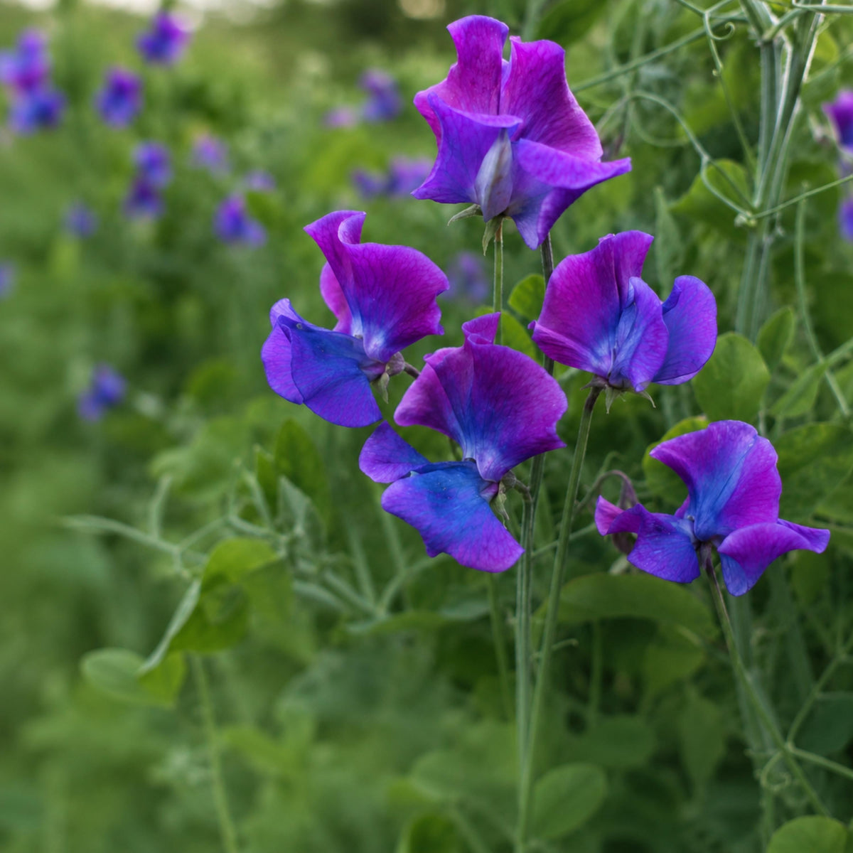Sweet Pea Blue Shift seeds