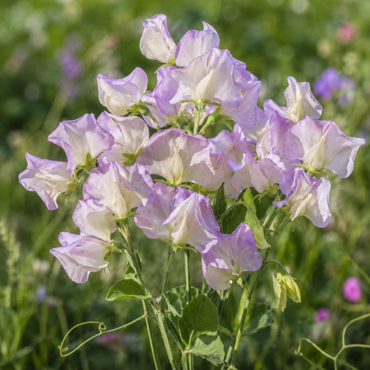 Sweet Pea More Scent seeds