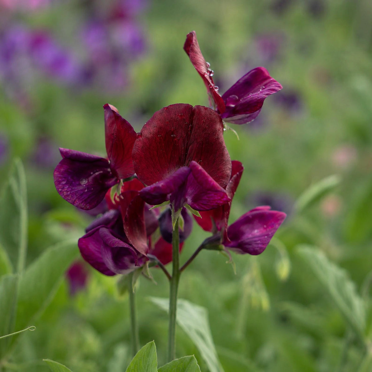 Sweet Pea Mahogany seeds