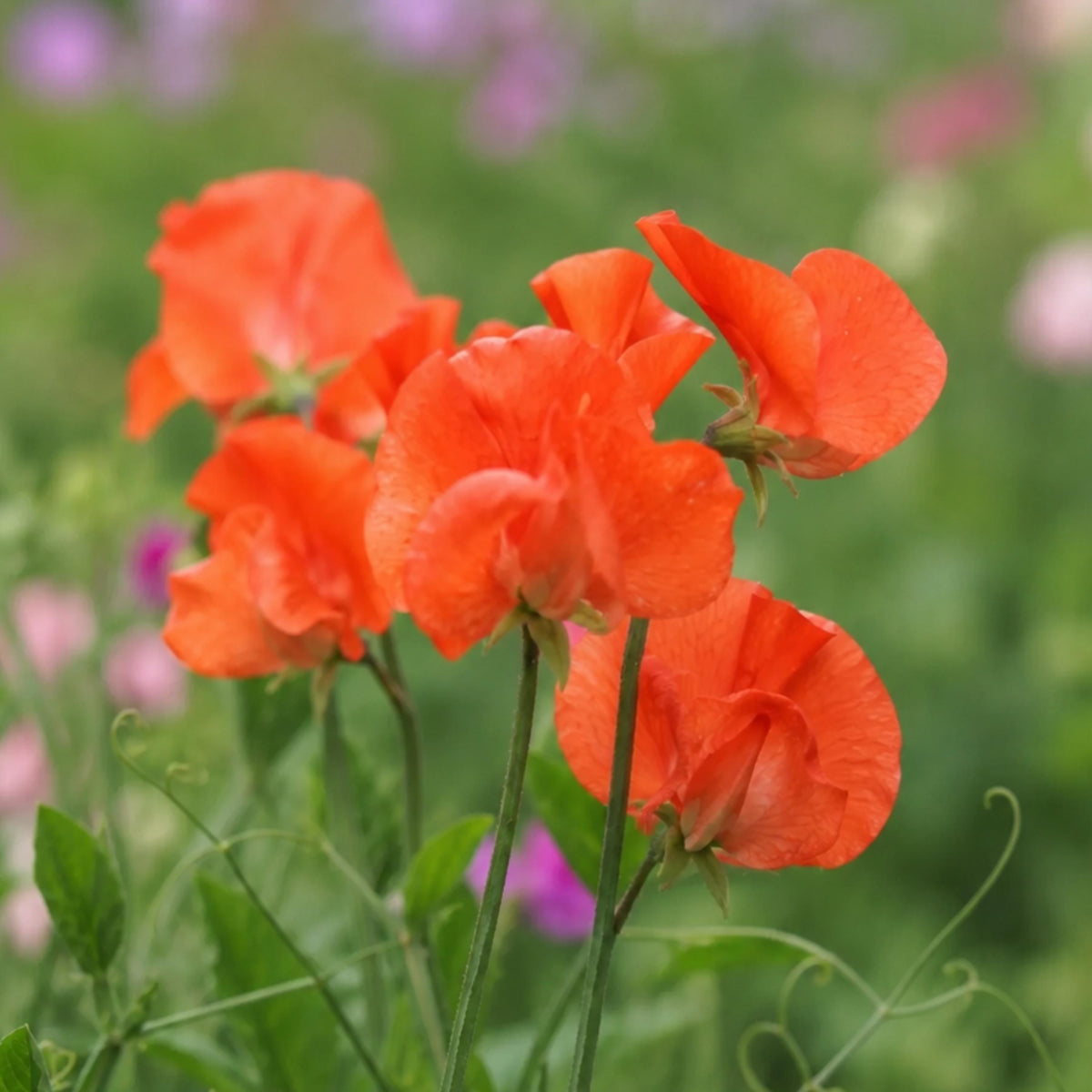 Sweet Pea Spring Sunshine Orange seeds