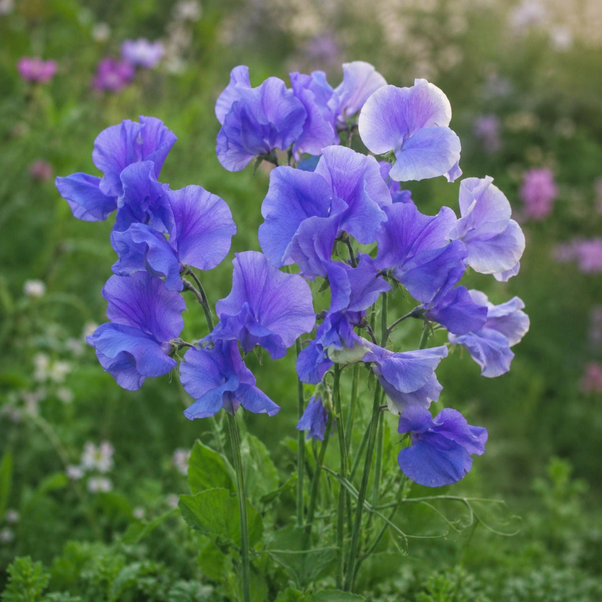 Sweet Pea Big Blue seeds