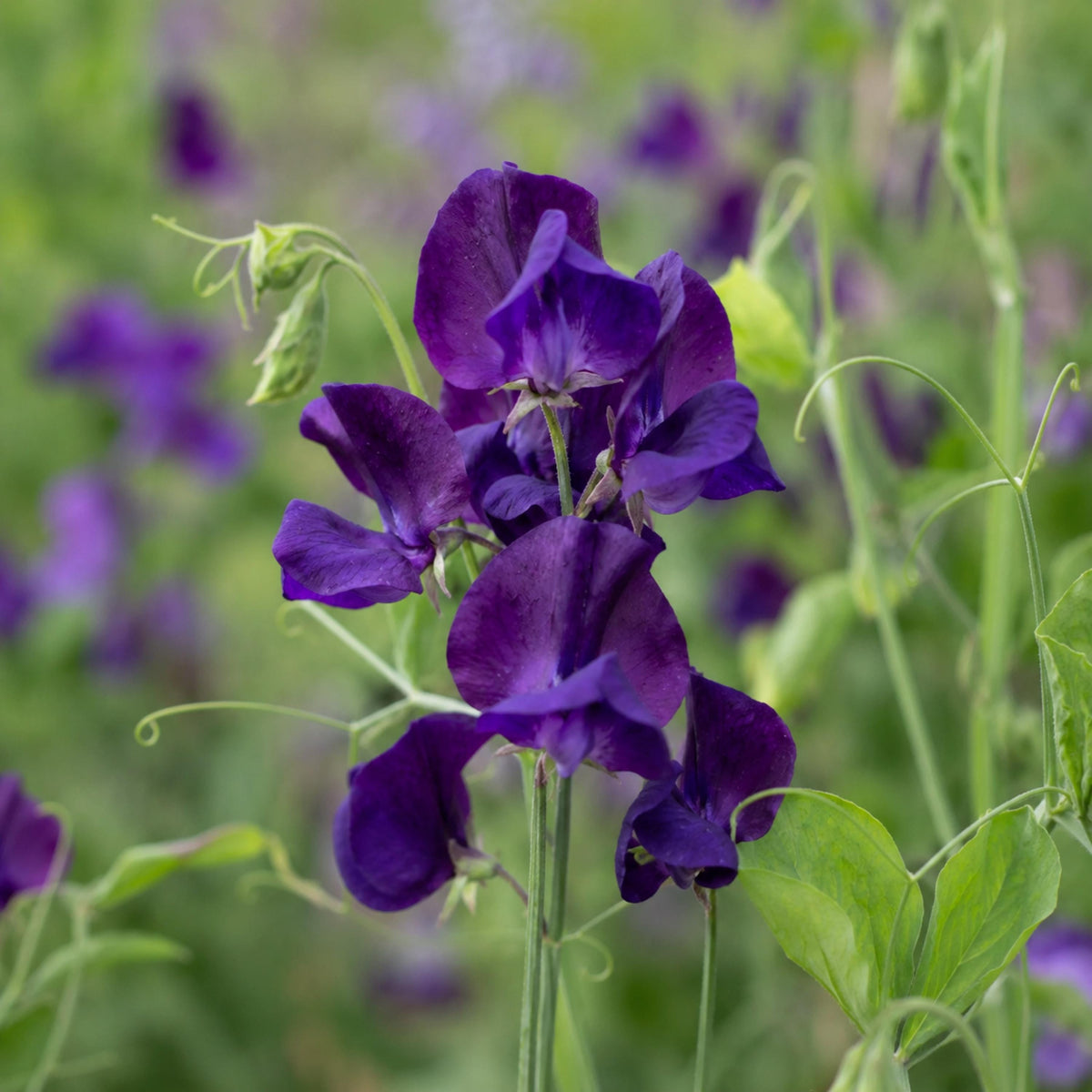 Sweet Pea My Navy seeds